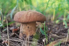 DSCF6965.jpg