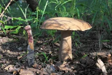 DSCF6969.jpg