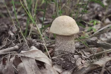 DSCF6982.webp