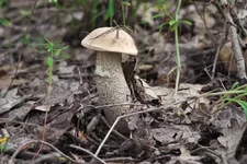 DSCF6988.webp
