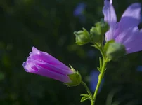 FOTO2066.webp