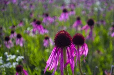 FOTO2079.webp