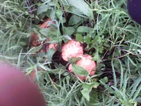 IMG_20150630_175705.webp