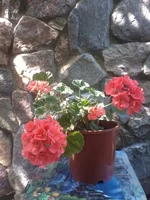 -0291.webp