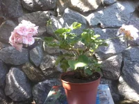 -0294.webp