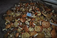 DSC_0142_новый размер.webp
