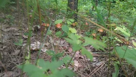 IMAG0283.webp