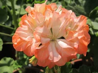 crop_131866986_GQxz.webp