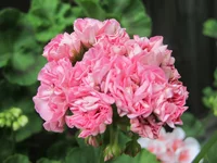 crop_131867035_Zn9PWR.webp