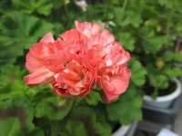 crop_131867072_3NrDM.webp