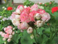 crop_131867158_maGq.webp