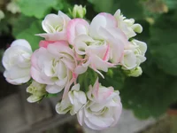crop_131867268_wsOQ.webp