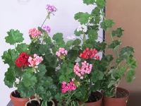 crop_131867488_QZQCS.webp