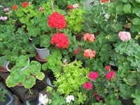 crop_131867372_0DB9lS.webp