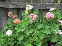 crop_131867423_kcVs.webp