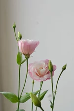 DSC_0424.webp
