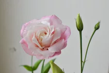 DSC_0425.webp