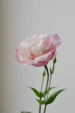 DSC_0428.webp