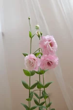 DSC_0673.webp