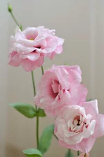 DSC_0676.webp