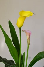 DSC_0124.webp