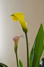 DSC_0125.webp