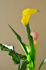 DSC_0131.webp