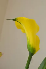 DSC_0126.webp