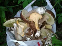005.webp
