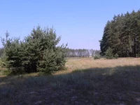 0019 (2).webp