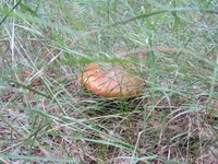IMG_4112_801x601.webp