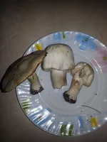 20150712_205746[1].webp