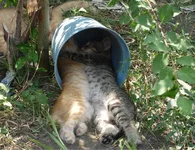 image.webp