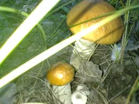  (10).webp