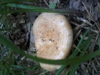 -0049.webp