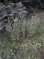 ImageUploadedByTapatalk1437125263.414679.webp