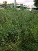 ImageUploadedByTapatalk1437125275.909321.webp