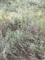 ImageUploadedByTapatalk1437125287.766675.webp