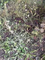 ImageUploadedByTapatalk1437125300.948961.webp