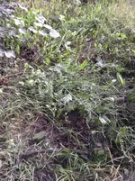 ImageUploadedByTapatalk1437125314.340323.webp