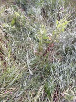 ImageUploadedByTapatalk1437125370.551559.webp