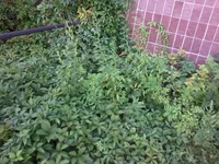-0032.webp