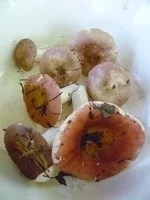 P1060029_resize.webp