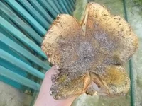 P1060032_resize_resize.webp