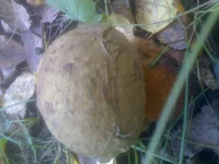 010.webp