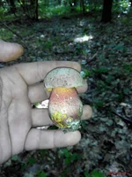 IMG_20150712_160724.webp