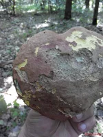 IMG_20150712_160808.webp