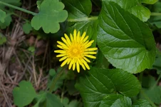 IMGP0516 [Разрешение рабочего стола].webp