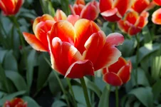 IMGP0577 [Разрешение рабочего стола].webp