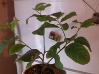 DSC00211.webp